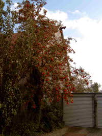 Haus Hafelden Eberesche im Herbst