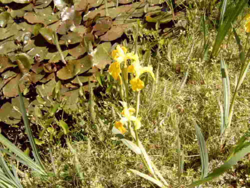 Lilie, Tannenwedel, Hechtkraut