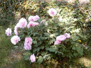 Pfingstrose