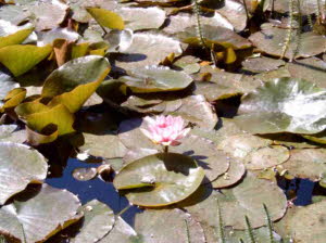 Teichrosenblte